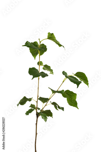 Mulberry tree branch isolated on background