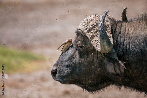Fotografía African buffalo with Red-Billed Oxpecker in Lake Nakura National Park ,Kenya
