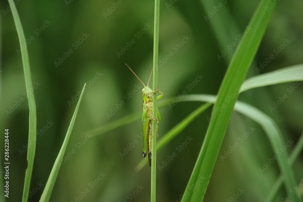 草の中に隠れるバッタ