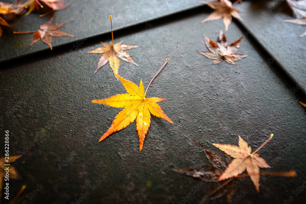 Maple leaves with beautiful autumn in Japan.