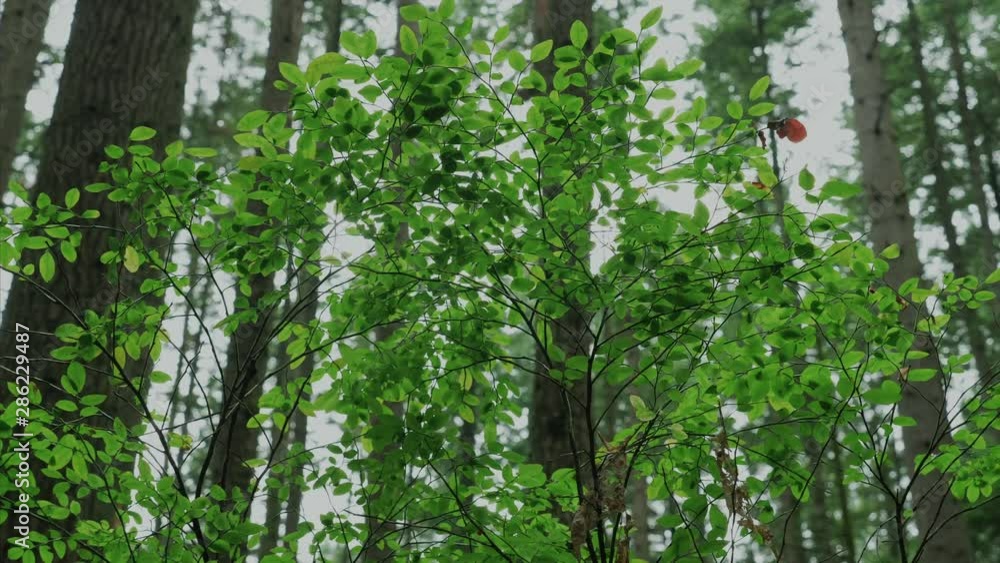 Vancouver British Columbia forest (Pacific Spirit Region) Vancouver British Columbia forest (Pacific Spirit Region)