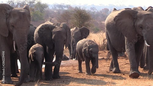 Elephants move around by a waterhole in the sunlight on a hot day in South Africa.