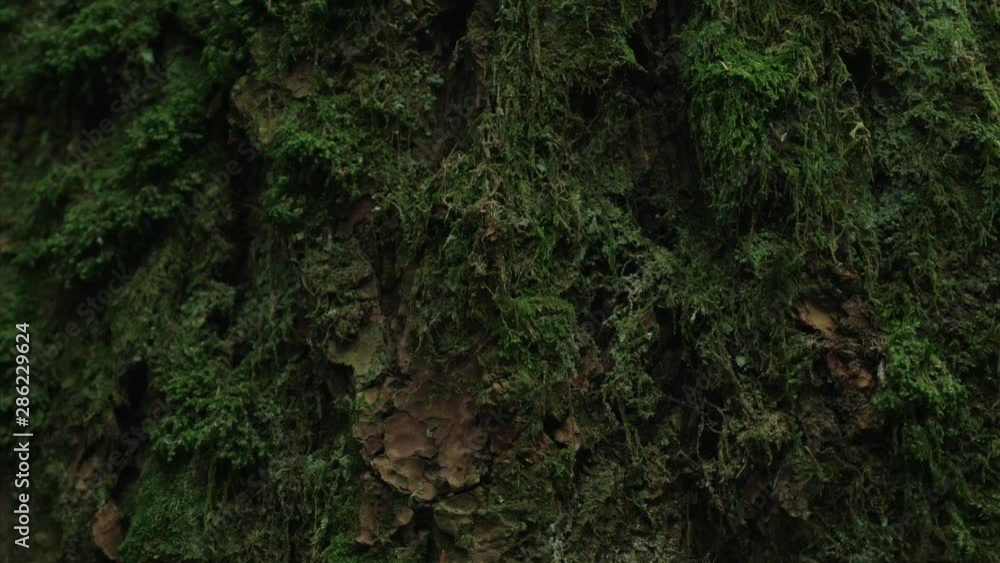 Vancouver British Columbia forest (Pacific Spirit Region) Vancouver British Columbia forest (Pacific Spirit Region)