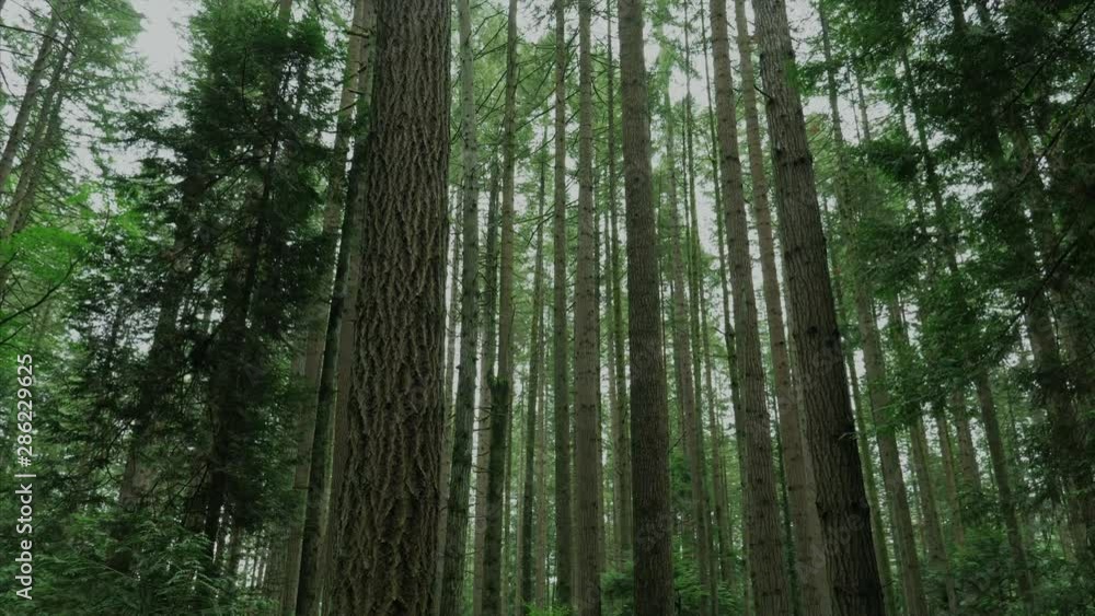 Vancouver British Columbia forest/trees. (Pacific Sprit Region) Vancouver British Columbia forest/trees. (Pacific Sprit Region)
