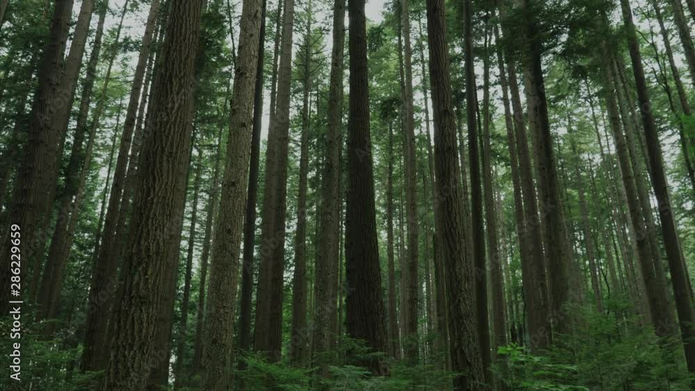 Vancouver British Columbia forest (Pacific Spirit Region) Vancouver British Columbia forest (Pacific Spirit Region)