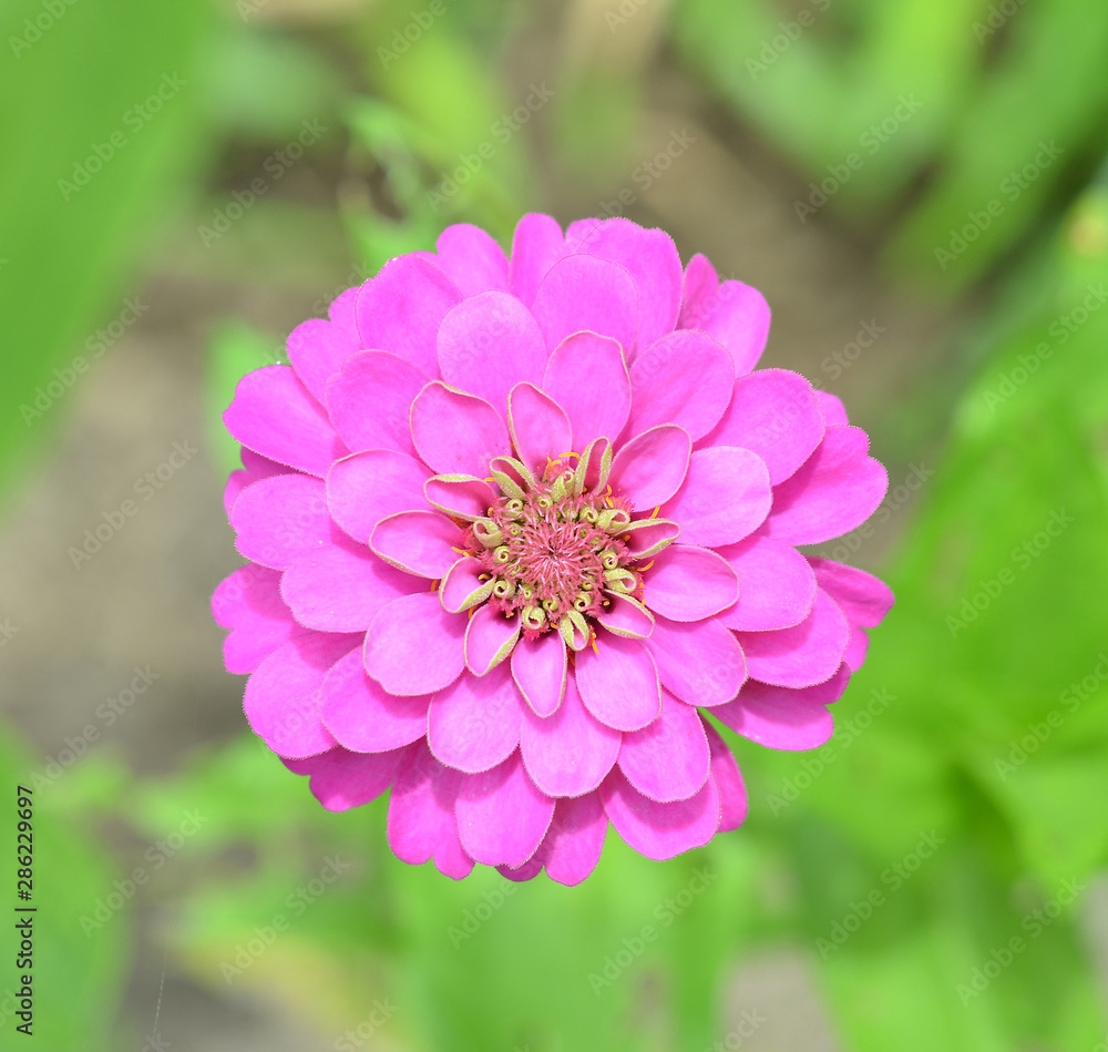 Fototapeta premium A Sinnia flower macro isolated in garden