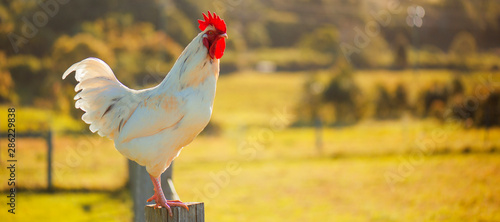 Australian Rooster outside in nature during the day time.