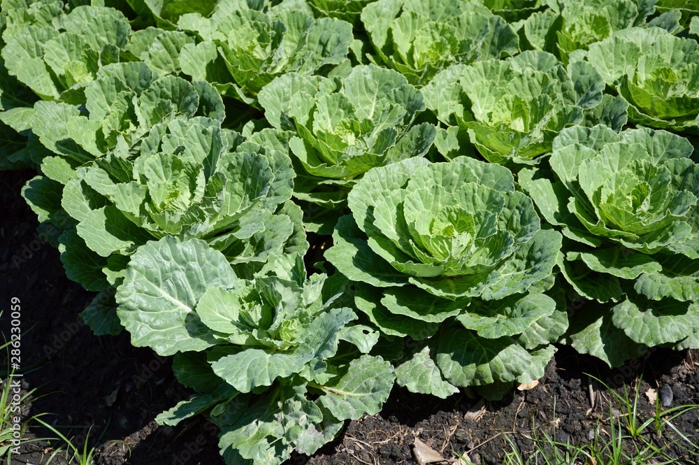 green cauliflower plants in vegetable garden green cauliflower plants in vegetable garden