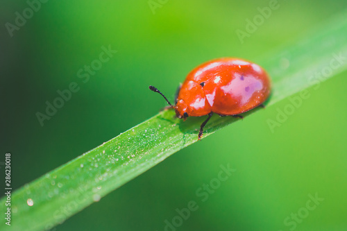 Ladybug  © Geovanni
