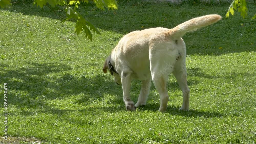 24030_Playful_dog_on_the_green_grass_lawn_outside.mov