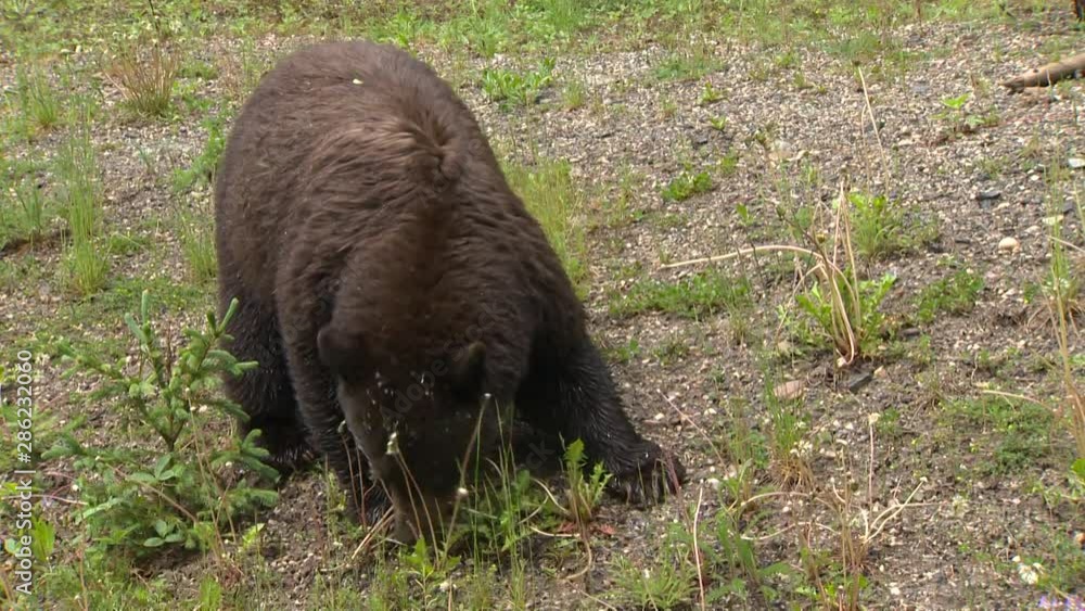 Black bear eating grass (closed shot) in Banff National Park. Black bear eating grass (closed shot) in Banff National Park.