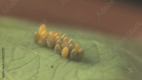 Ladybeetle eggs hatch 1317 4