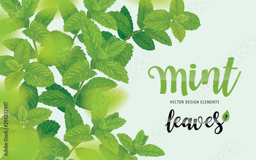 Green mint leaves on background template. Vector set of herbal element for advertising, packaging design, greeting card and fashion design.