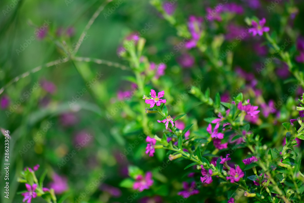 Many colorful leaves and flower in the garden That looks fresh and cool, beautiful nature Many colorful leaves and flower in the garden That looks fresh and cool, beautiful nature