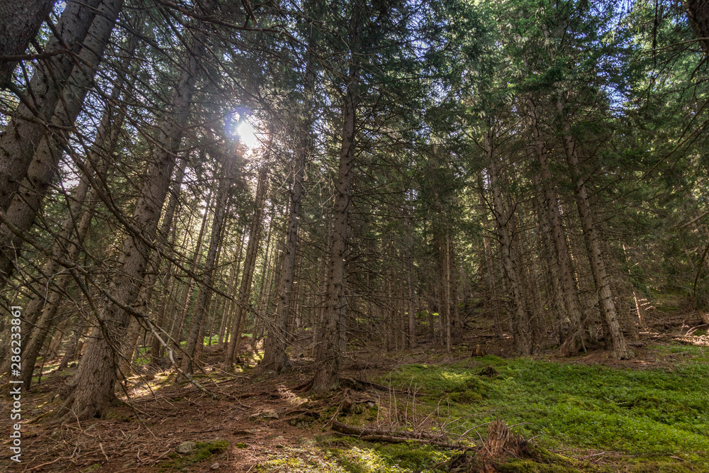 Nadelwald, Fichten im Wald im Gegenlicht mit Mooswiese im Vordergrund Nadelwald, Fichten im Wald im Gegenlicht mit Mooswiese im Vordergrund