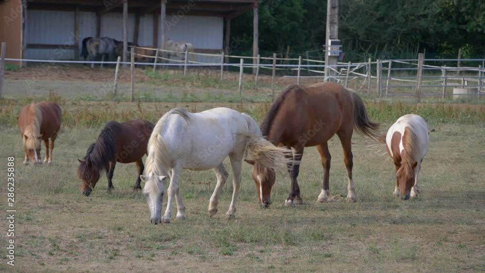 Group of horses and ponys eating hay at the farm. Slow motion.