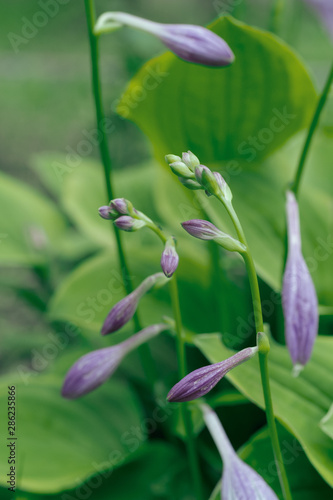 ギボウシの花7