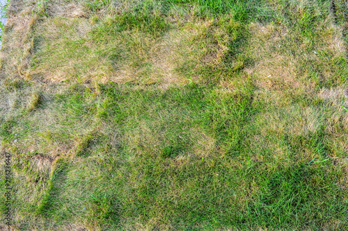 Texture of dying lawn with healthy green grass and dead dry grass