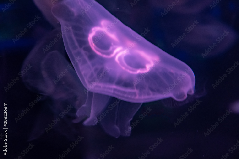 purple Sea Moon Jellyfish on a black background, close up purple Sea Moon Jellyfish on a black background, close up