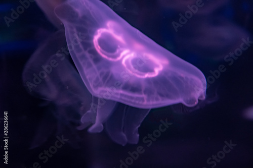 purple Sea Moon Jellyfish on a black background, close up
