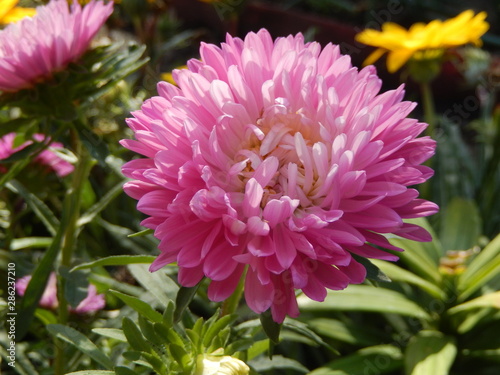 Gorgeous aster garden flowers annual