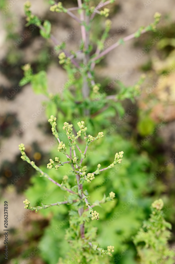 Flower buds of lettuce flower on a sprout on a field. Flower buds of lettuce flower on a sprout on a field.