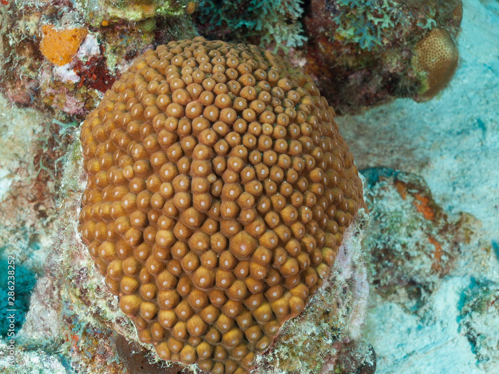 Coral reef scene with brain coral Mussidae o Merulinidae in snorkel los