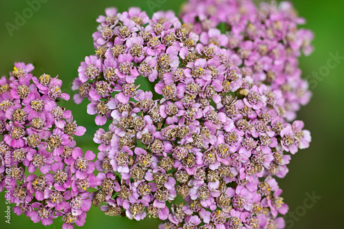 Wallpaper Mural Pink yarrow flowers in macro detail. Torontodigital.ca