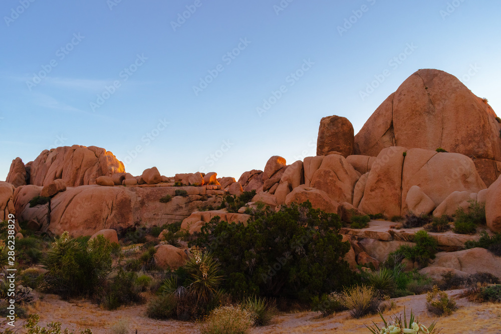 Fototapeta premium Joshua Tree National Park, California