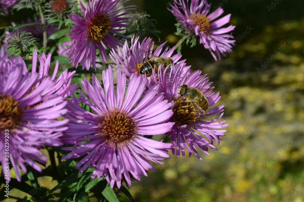 Small beautiful autumn flowers are sharp shrubby Small beautiful autumn flowers are sharp shrubby