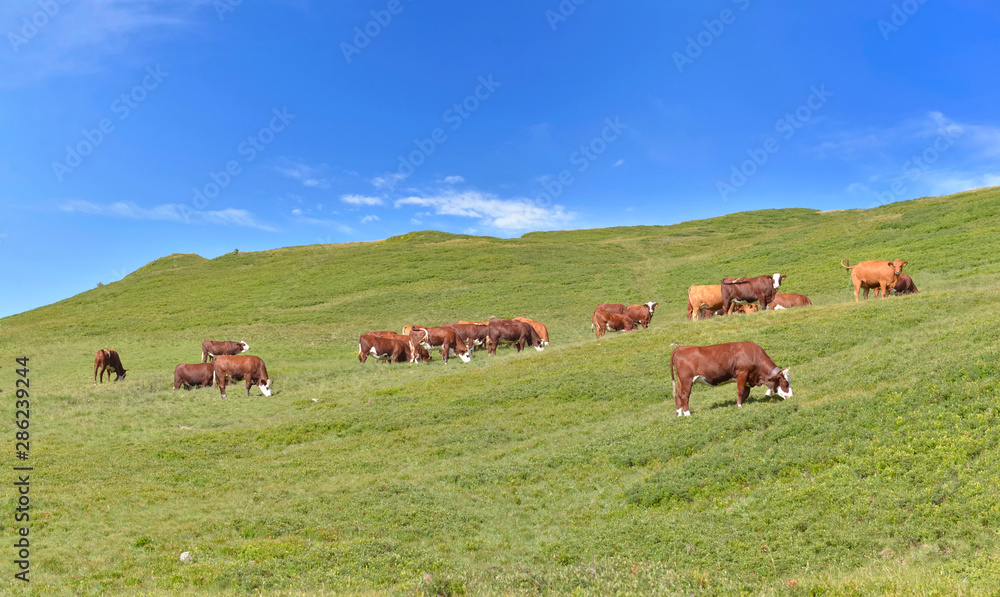 livestock of brown dairy cows in greenery alpine pasture under bleu sky livestock of brown dairy cows in greenery alpine pasture under bleu sky