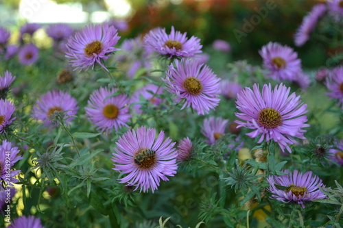 Small beautiful autumn flowers are sharp shrubby