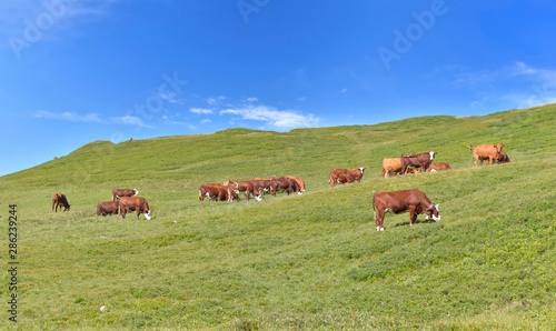 livestock of brown dairy cows in greenery alpine pasture under bleu sky