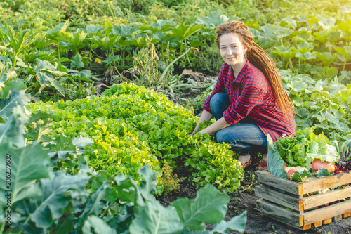 Young woman farmer agronomist collects fresh vegetables in the garden. Organic raw products grown on a home farm