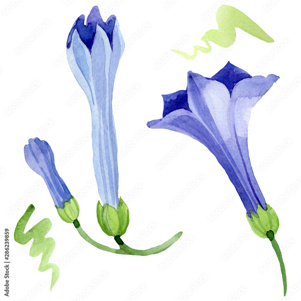 Blue brugmansia floral botanical flowers. Watercolor background set