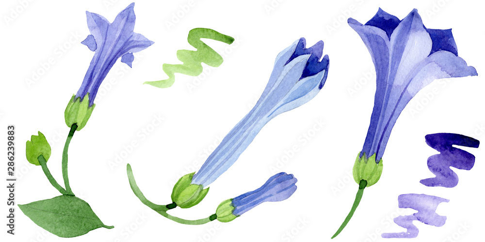 Blue brugmansia floral botanical flowers. Watercolor background set