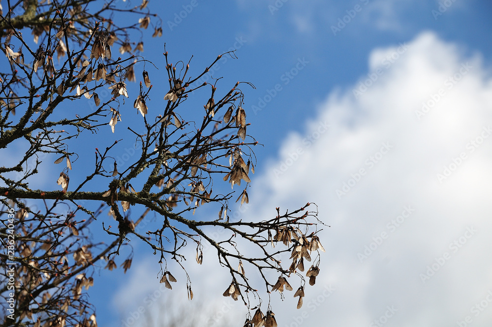 branches of a maple tree with dry seed of last year branches of a maple tree with dry seed of last year