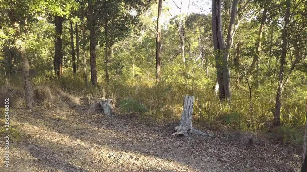 A Forest with some Eucalyptus Trees in Australia - Sydney A Forest with some Eucalyptus Trees in Australia - Sydney