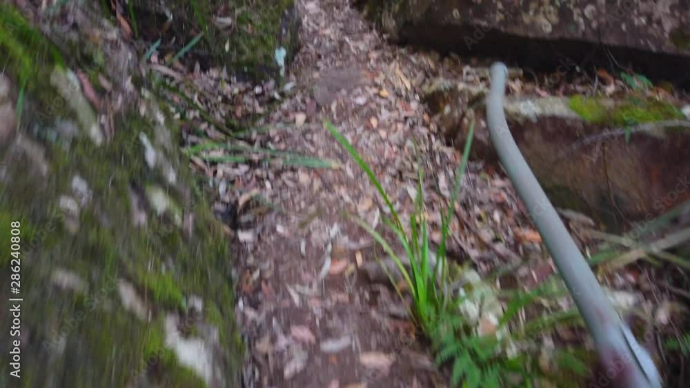 A Walkingtrack in a Rainforest in Australia A Walkingtrack in a Rainforest in Australia