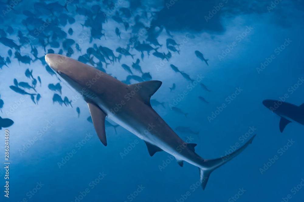Beautiful Caribbean Reef Sharks on the prowl for a meal in the crystal clear waters of the Turks and Caicos Islands.
