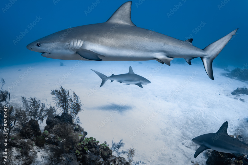 Naklejka premium Caribbean Reef Sharks on the prowl for a meal in the Turks and Caicos Islands.