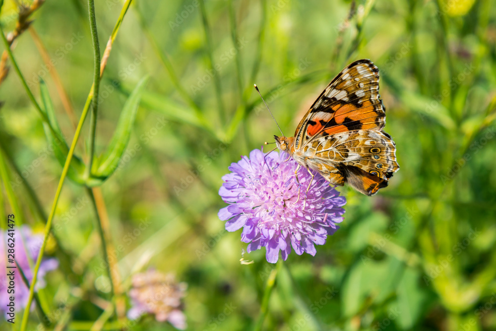 Butterfly on a purple flower on the field. close up Butterfly on a purple flower on the field. close up