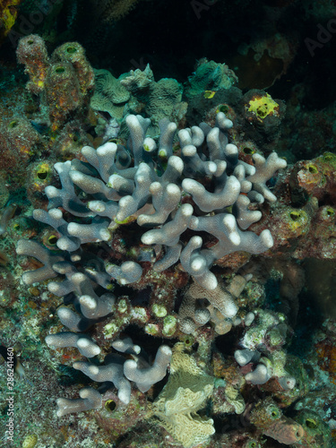 Close-Up Hard Coral Polyp  Ree. Creature Exotic Fauna Nature Habitat in Atlatntic Ocean  Caribbean Sea Los Roques Venezuela