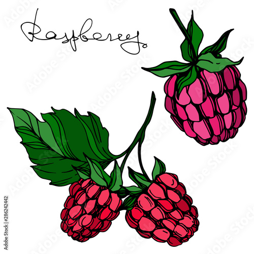 Vector Raspberry healthy food fresh berry isolated element. Black and white engraved ink art.