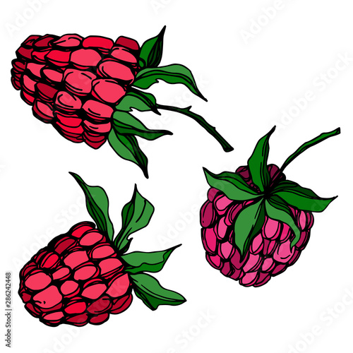 Vector Raspberry healthy food fresh berry isolated element. Black and white engraved ink art.