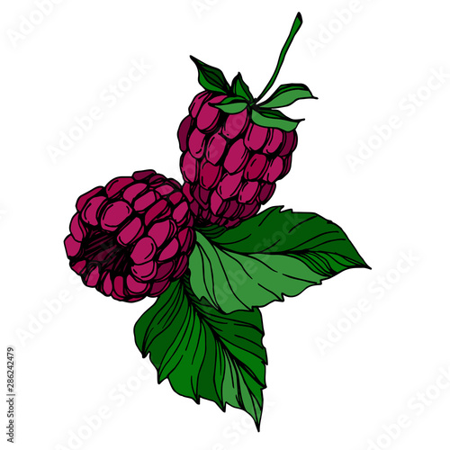 Vector Raspberry healthy food fresh berry isolated element. Black and white engraved ink art.