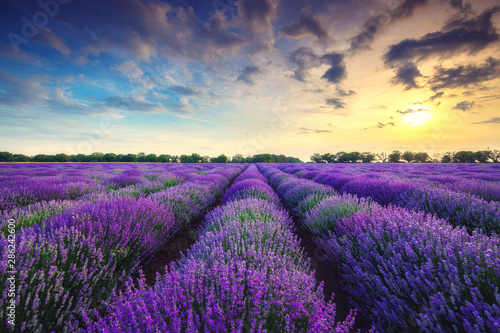 Lavender flower blooming fields in endless rows