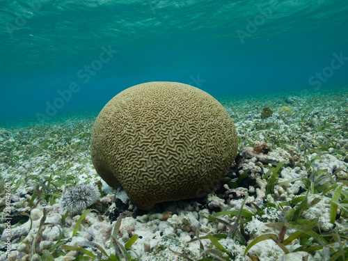 Brain Coral. Diploria Strigosa. Exotic creature, fauna under water Los Roques National Park in Venezuela