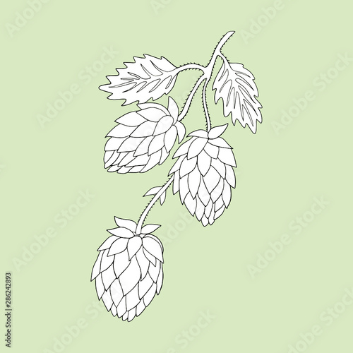 Monochrome hops (Humulus lupulus) on a green background. Can be used for postcards, invitations, advertising, web, textile and other.