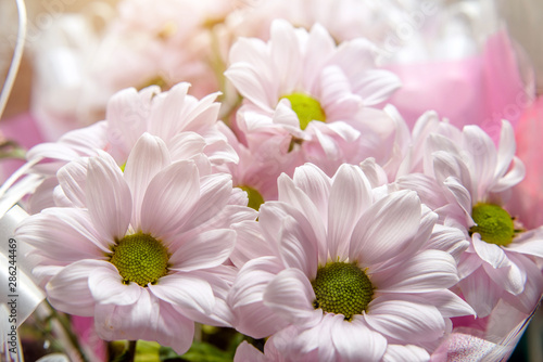 Bouquet of white chamomile chrysanthemums shot close-up 